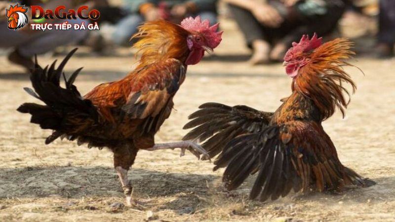 Rủi ro có thể gặp phải khi tham gia cá cược đá gà