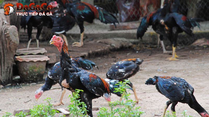 Sức khỏe và thể lực