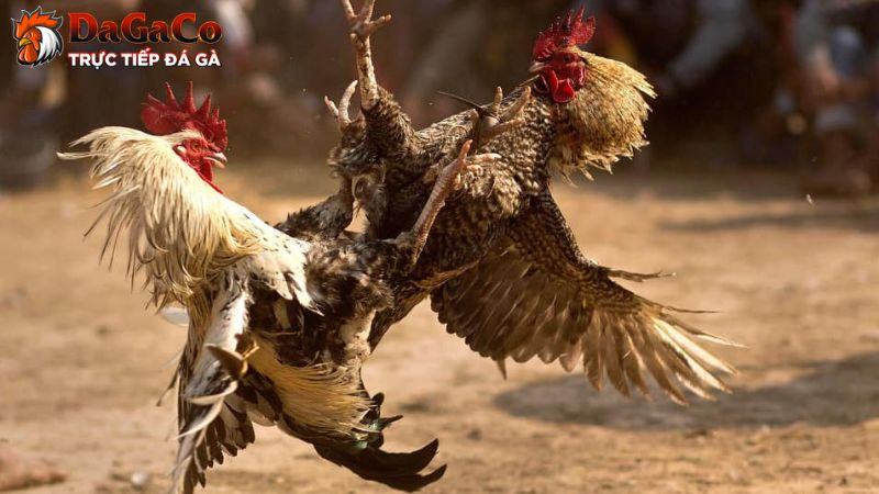 Tại sao cần chọn gà đá chất lượng?