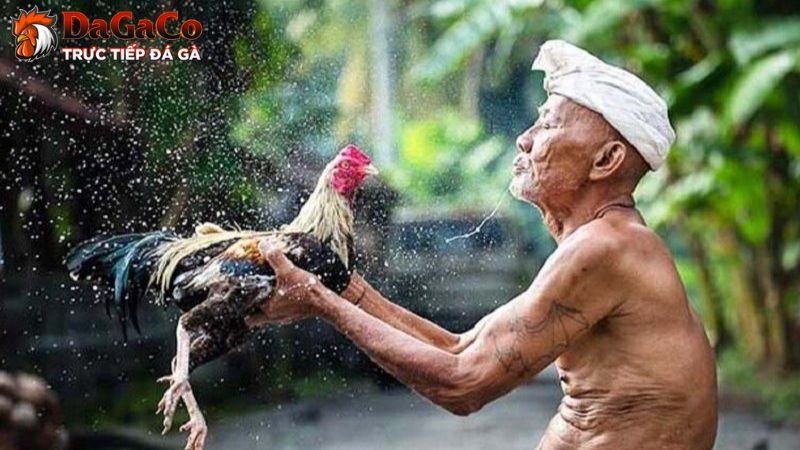 Lợi ích khi huấn luyện thể lực cho gà chiến