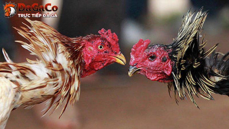 Tại sao nên kết hợp chiến thuật tấn công và phòng thủ trong đá gà