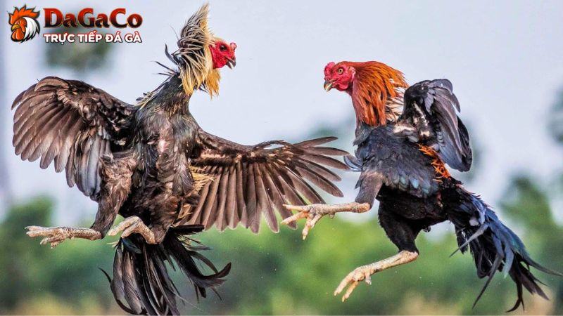 Tại sao sư kê thường cúng trước khi tham gia đá gà