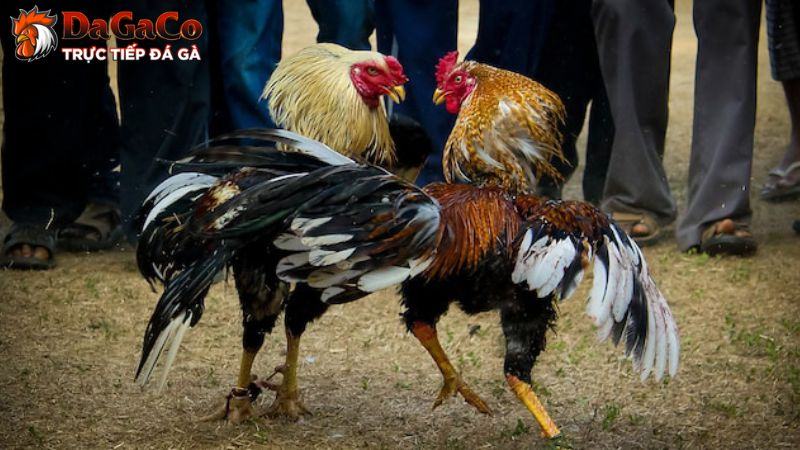 Tại sao việc huấn luyện gà lại quan trọng?