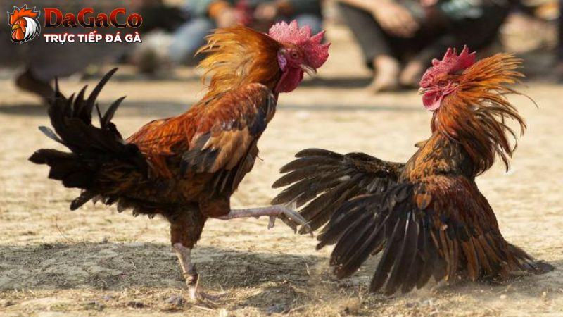 Tầm quan trọng của cách ép cân gà đá