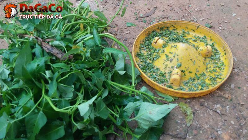 Thức ăn cho gà đá giúp tăng cường chất xơ, giải nhiệt