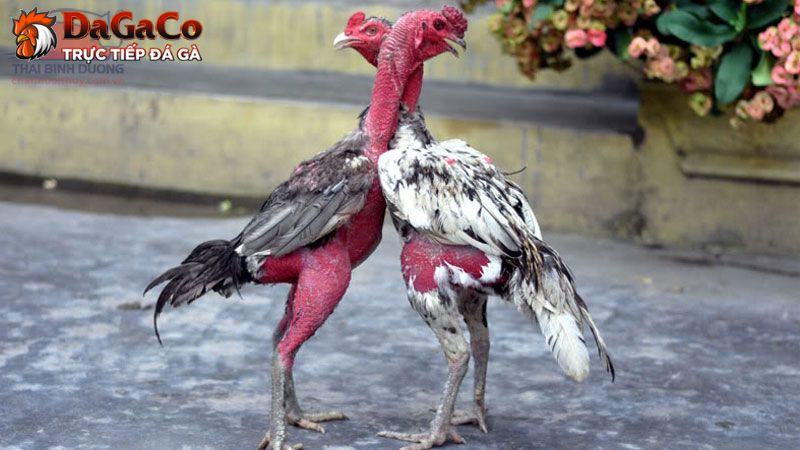 Tìm hiểu chế độ ăn uống vừa khỏe vừa sung