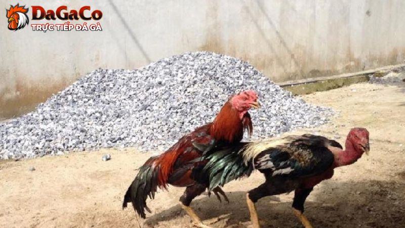 Triệu chứng khi mắc bệnh CRD