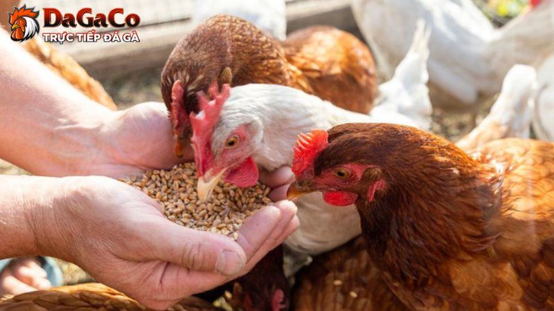 Vai trò dinh dưỡng đối với gà đá