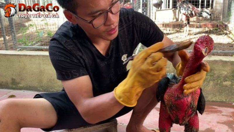 Vào nghệ và om gà chọi đóng vai trò nuôi dưỡng, rèn luyện chiến kê