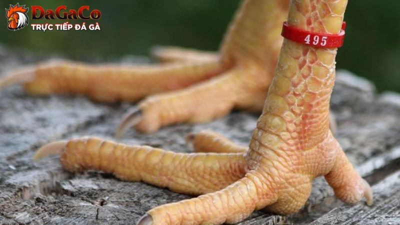 Vảy gà kích giáp là loại đặc biệt có cấu trúc hình thành từ khớp gối xuống dưới chân