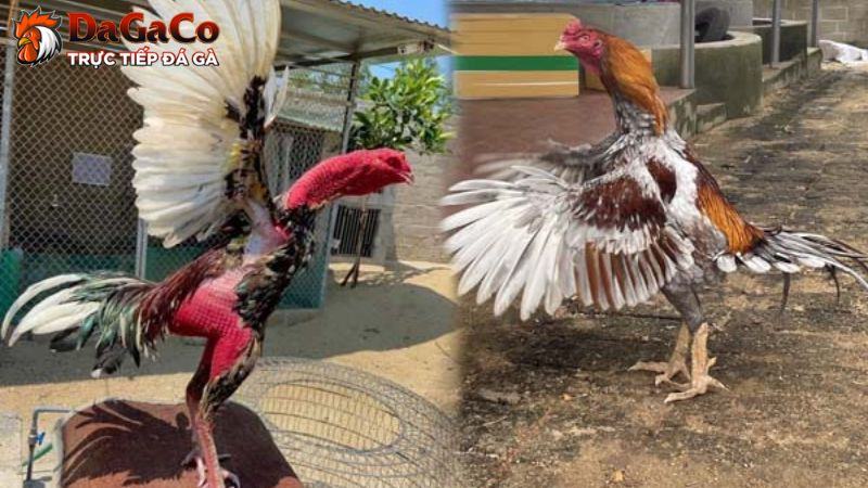 Vì sao cần chuẩn bị trước trận đấu đá gà