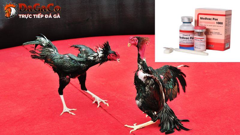 Vì sao Vaccine lại quan trọng với gà đá?