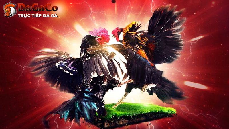 dagaco.app - Trang đá gà trực tiếp uy tín