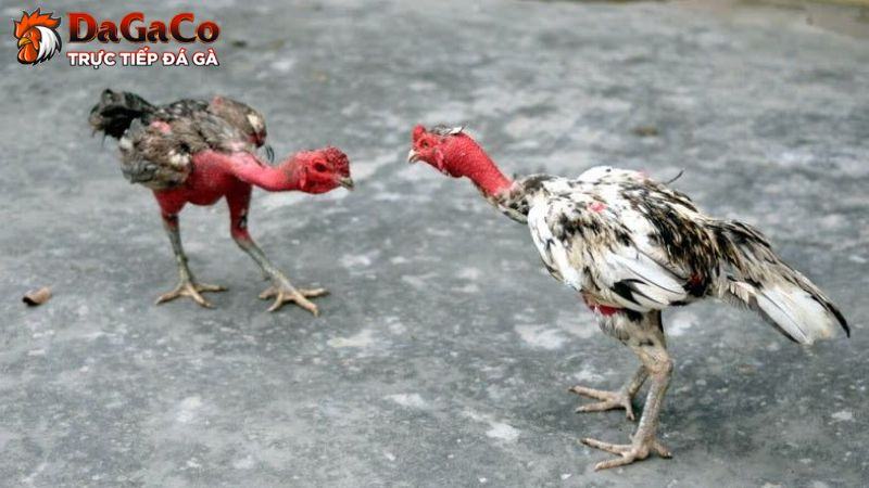 Xem ngày giờ - Chuẩn bị trước trận đấu đá gà hiệu quả