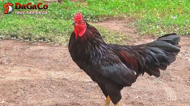 Ý nghĩa của gà linh kê thần kê trong văn hóa