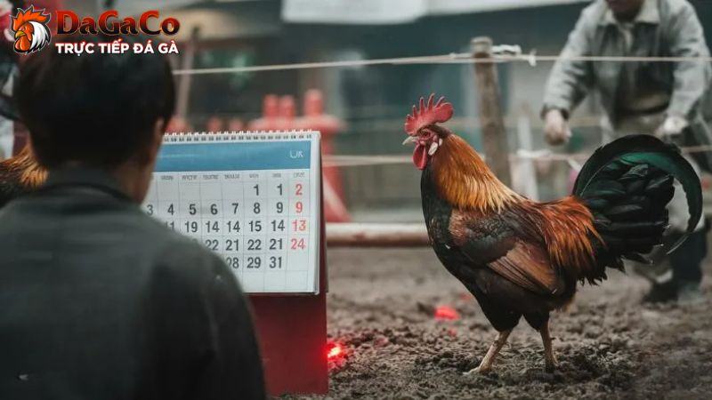 Ý nghĩa của việc xem ngày đá gà